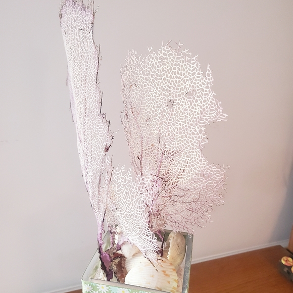 Natural Gorgonian Corals - Picture 3 of 7